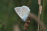 6140_Getand blauwtje (m) - Plitvice N.P. (Kroatia)